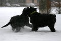 Giant schnauzers play with each other in the winter in the snow. Royalty Free Stock Photo
