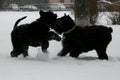 Giant schnauzers play with each other in the winter in the snow. Mother and daughter. Royalty Free Stock Photo