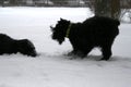 Giant Schnauzers play in the snow in winter. The dog falls on its front paws. Royalty Free Stock Photo