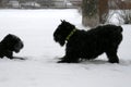 Giant Schnauzers play in the snow in winter. The dog falls on its front paws. Mother invites to the game grown daughter. Royalty Free Stock Photo