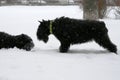 Giant Schnauzers play in the snow in winter. Mother invites to the game grown daughter. Royalty Free Stock Photo