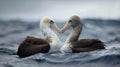 These giant sea birds oftentimes form dedicated couples. Generative Ai Royalty Free Stock Photo