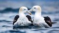 These giant sea birds oftentimes form dedicated couples. Generative Ai Royalty Free Stock Photo