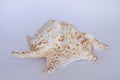 Giant sea conch Royalty Free Stock Photo