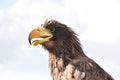 Giant Sea Eagle Portrait from lower ankle Royalty Free Stock Photo