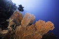 A Giant sea fan with a scuba diver in the background Royalty Free Stock Photo