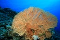 Giant Sea Fan Coral Royalty Free Stock Photo