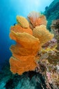 Giant Sea Fan with coral reef in Thailand Royalty Free Stock Photo