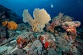 Giant Sea Fan with coral reef in Thailand Royalty Free Stock Photo