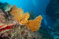 Giant Sea Fan with coral reef in Thailand Royalty Free Stock Photo