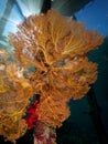 Giant sea fan on leg of pier