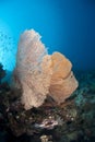 Giant sea fan with tropical Common Lionfish. Royalty Free Stock Photo