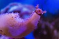 Giant sea hare from bottom eating algea Royalty Free Stock Photo