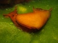 Giant sea hare grazing Royalty Free Stock Photo