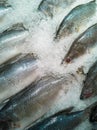 Giant sea perch, Barramundi, Silver sea perch, Asian seabass on ice Royalty Free Stock Photo