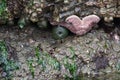 Giant sea star and a giant green anemone