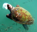 Giant Sea Turtle Royalty Free Stock Photo