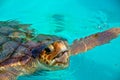 Giant Sea Turtle Royalty Free Stock Photo