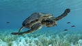Giant sea turtle Archelon Royalty Free Stock Photo