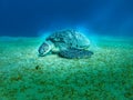 Giant Sea turtle close-up Red Sea Egypt Royalty Free Stock Photo