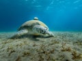 Giant Sea turtle close-up Red Sea Egypt Royalty Free Stock Photo