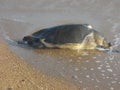 Giant sea turtle at gopalpur beach odisha