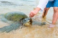 The giant sea turtle surfaced in shallow water and a man feeds her with algae, Sri Lanka
