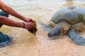 The giant sea turtle surfaced in shallow water and a man feeds her with algae