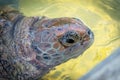 Giant sea turtle swimming close up Royalty Free Stock Photo