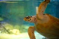 Giant Sea Turtle swimming in a huge aquarium at Sea Liife Ocean World Bangkok Royalty Free Stock Photo