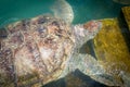 Giant sea turtle swimming