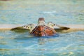 Giant sea turtle swimming Royalty Free Stock Photo