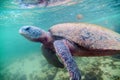 Giant sea turtle swims underwater. Sea life Royalty Free Stock Photo