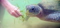 Giant sea turtle swims underwater. Sea life Royalty Free Stock Photo