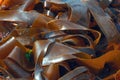 Giant Seaweed Kimmeridge Dorset Royalty Free Stock Photo