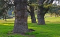 Giant secular witches trees Royalty Free Stock Photo