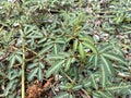 Giant sensitive plant or Creeping sensitive plant in garden Royalty Free Stock Photo