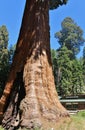 Giant Seqouia trees in Sequoia National Park Royalty Free Stock Photo