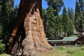 Giant Seqouia trees in Sequoia National Park Royalty Free Stock Photo