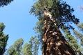 Giant Sequioa Trees in Sequioa National Park Royalty Free Stock Photo