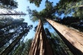 Giant Sequioa Trees Royalty Free Stock Photo