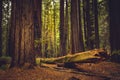 Giant sequioa trees in the Redwood Forest Royalty Free Stock Photo