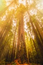 Giant sequioa trees in the Redwood Forest Royalty Free Stock Photo