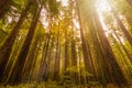 Giant sequioa trees in the Redwood Forest Royalty Free Stock Photo