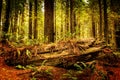 Giant sequioa trees in the Redwood Forest Royalty Free Stock Photo