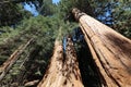 Giant Sequioa Trees in Sequioa National Park Royalty Free Stock Photo