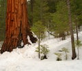 Giant Sequoia 101 Royalty Free Stock Photo
