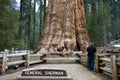 Giant Sequoia Royalty Free Stock Photo