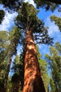 The Giant Sequoia Royalty Free Stock Photo