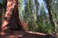 A Giant Sequoia Royalty Free Stock Photo